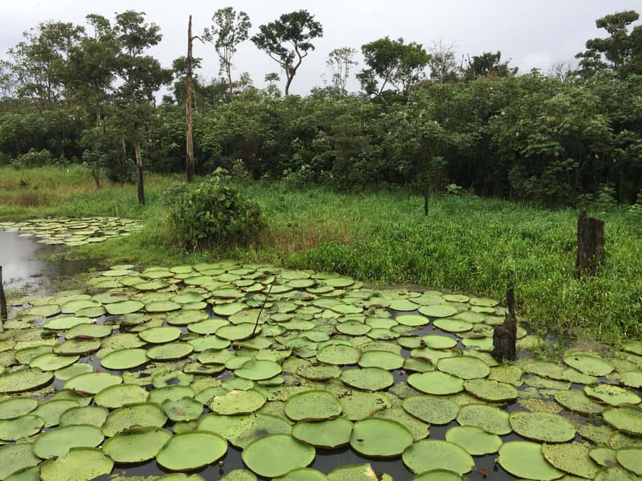 Amazonas: Boat Ride with a Local Amazonian - Pickup from Manaus and the small details that matter