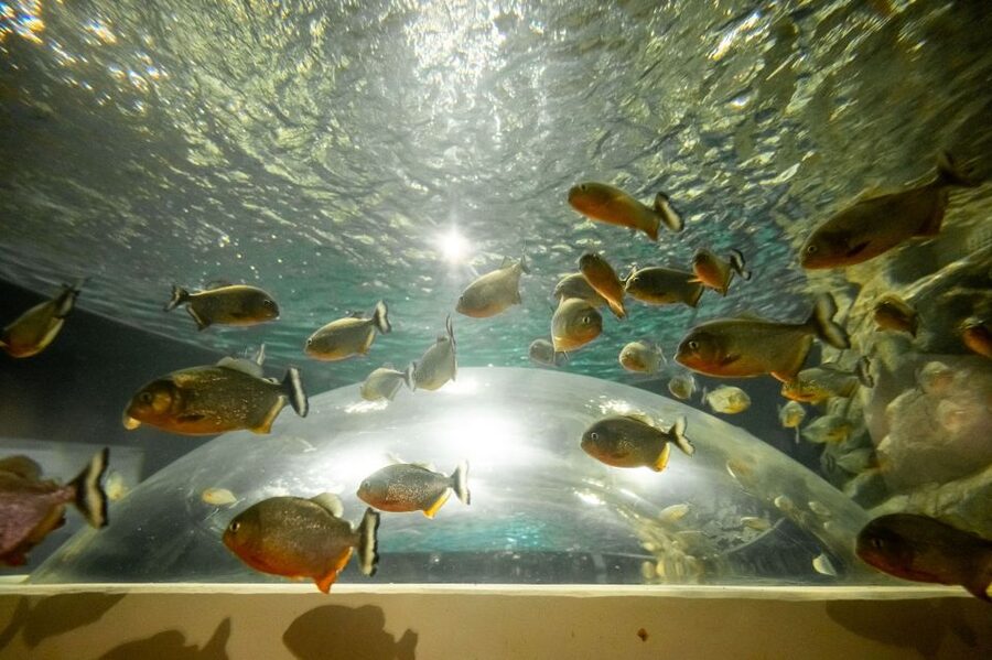 AquaRio and Olympic Boulevard Small Group Tour - The 3.3-million-liter Oceanic enclosure