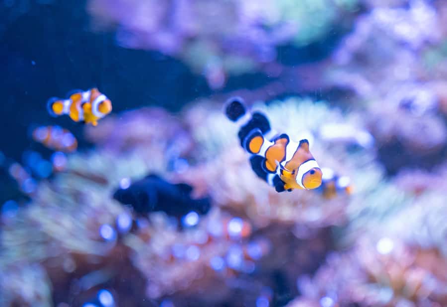 AquaRio and Olympic Boulevard Small Group Tour - Guide quality and language choices