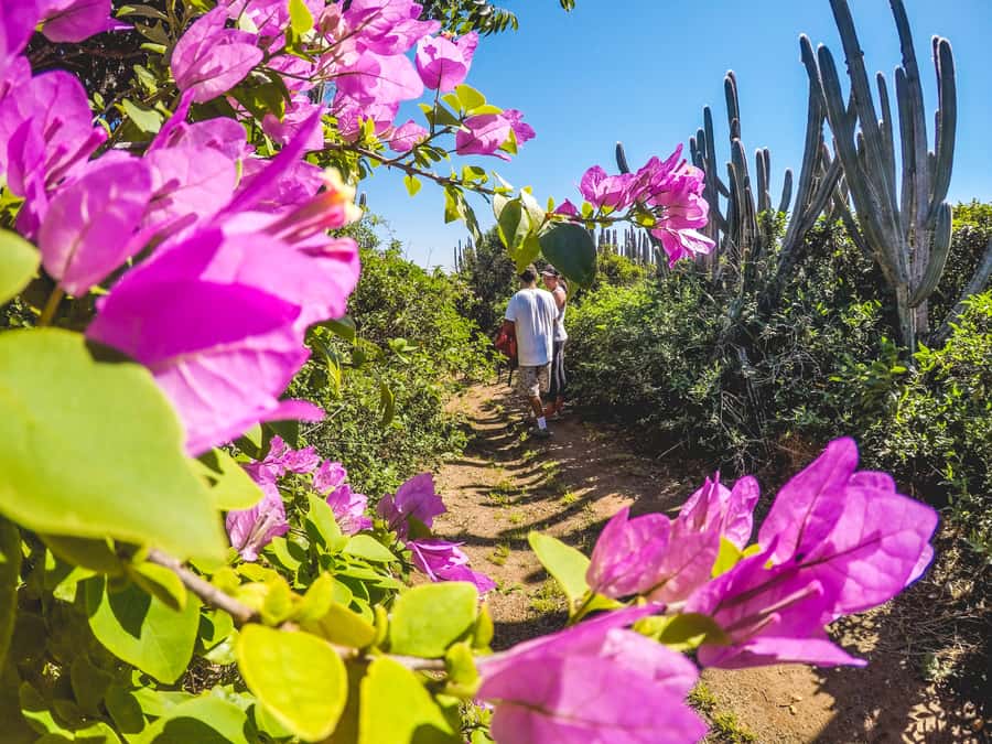 Armação dos Búzios: Walk Through the Natural Pools in Búzios - Why this Búzios walk feels different from a beach stop