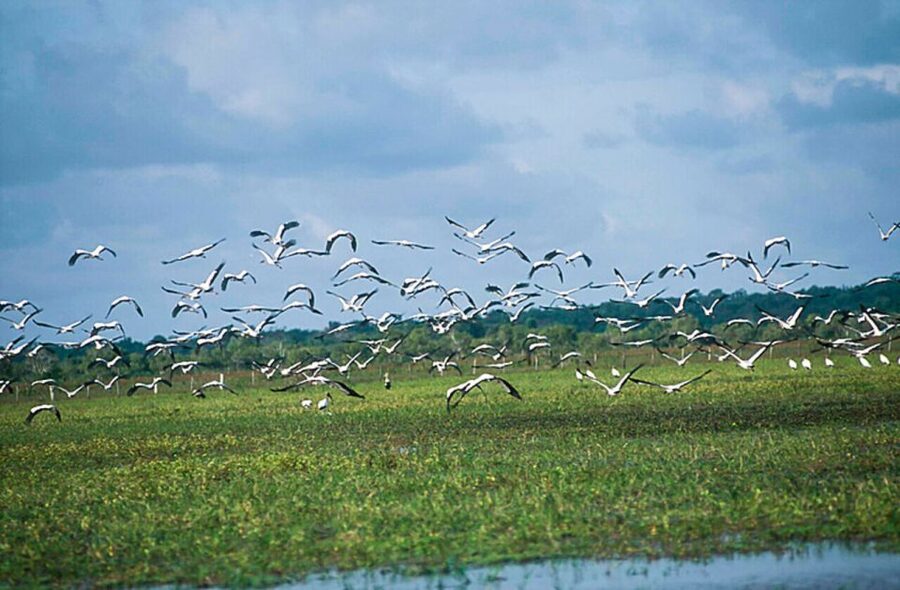 Belém: 2, 3 or 4-Day Marajó Island Excursion with Lodging - Beaches, mangroves, and the buffalo farm