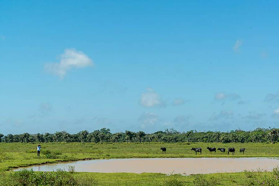Belém: 2, 3 or 4-Day Marajó Island Excursion with Lodging - Guides, drivers, and the quality-control question