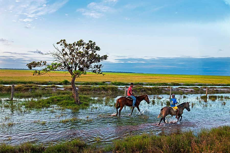 Belém: Marajó Island Day Trip with Buffalo Farm Visit - Practical advice before you go
