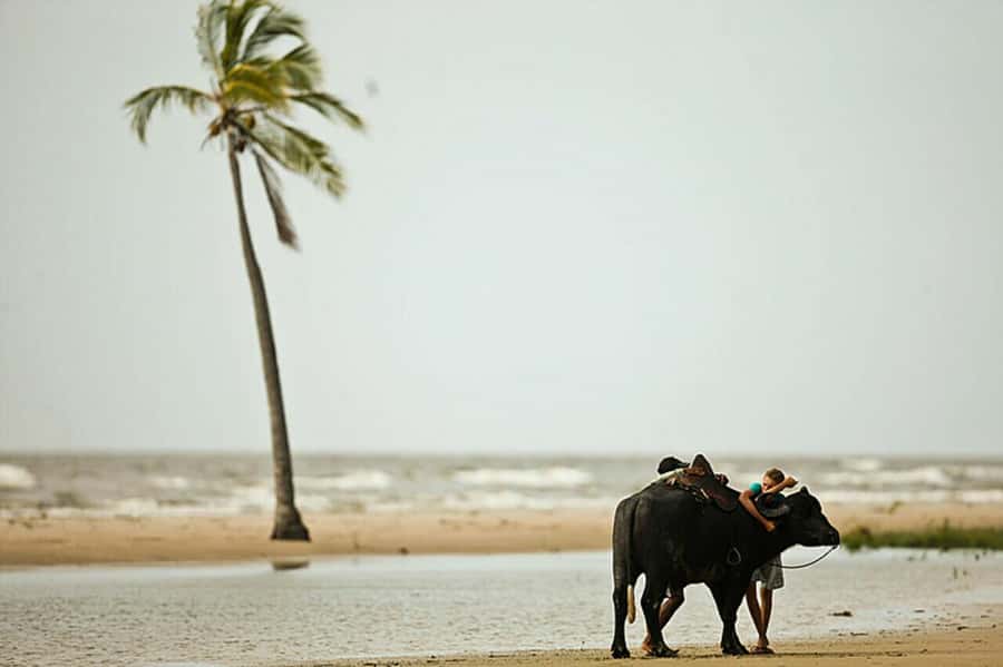 Belém: Marajó Island Day Trip with Buffalo Farm Visit - Salvaterra: açaí and Grande Beach