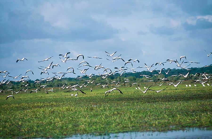 Belém: Marajó Island Day Trip with Buffalo Farm Visit - What the buffalo visit is really worth