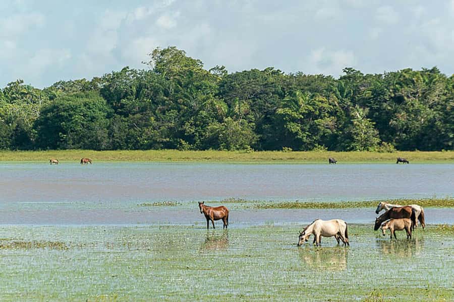 Belém: Marajó Island Day Trip with Buffalo Farm Visit - Beaches at the end of a very long day