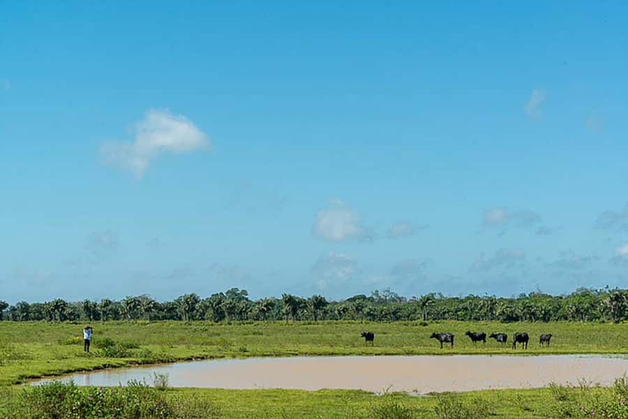 Belém: Marajó Island Day Trip with Buffalo Farm Visit - Guides and the quality of the day