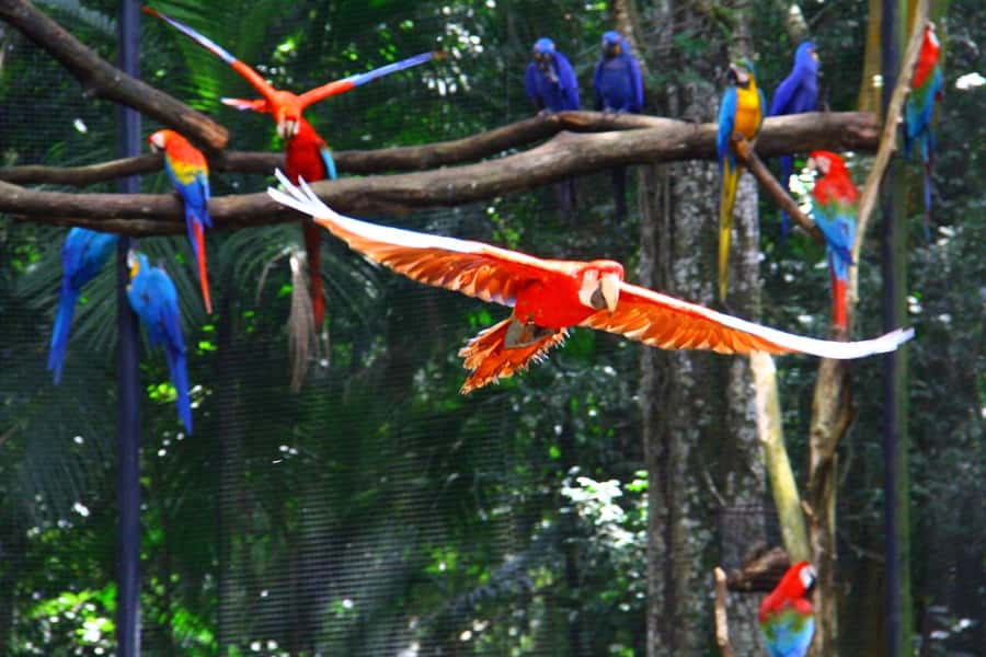 Brazilian Falls, Bird Park and Itaipu Dam - Parque das Aves, close encounters with Brazilian birds