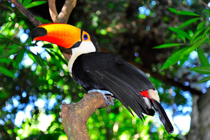 Brazilian Falls, Bird Park and Itaipu Dam from Foz do Iguaçu - Is $125 good value?