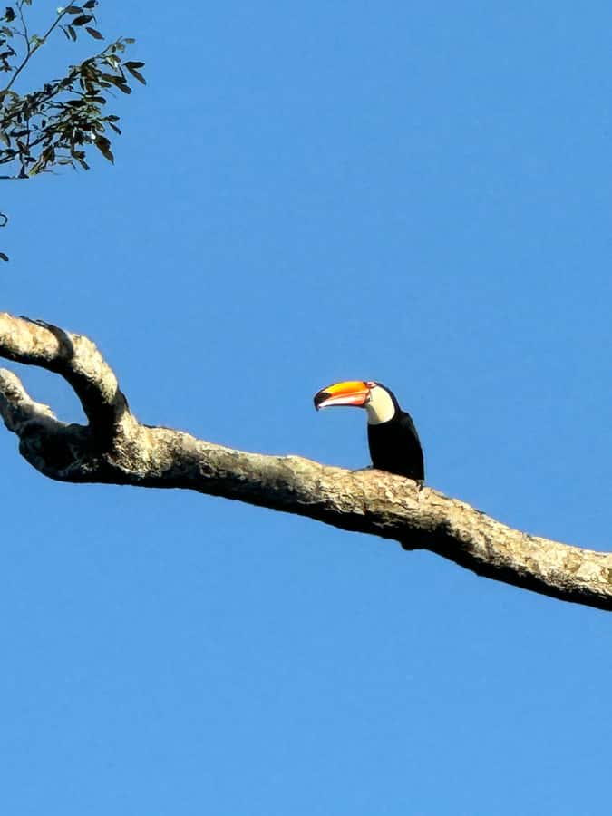 Brazilian Iguassu Falls,Bird park Boat Safari all tickets - Iguassu National Park and the Brazilian falls