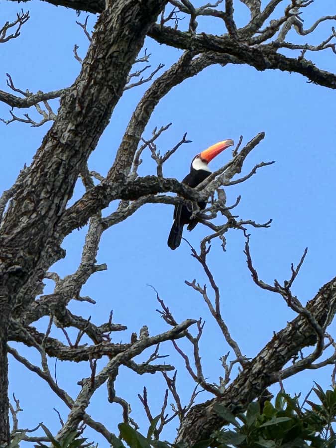 Brazilian Iguassu Falls,Bird park Boat Safari all tickets - Practical preparation for a better day