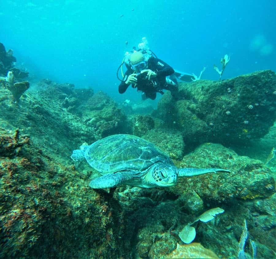 Buzios - DIVING EXPERIENCE - What you may see below the surface