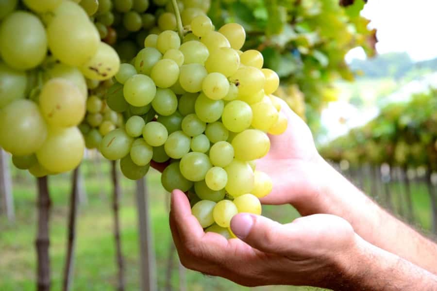 Canela/Gramado: South Wineries, Wine Train, & Italian Park - Key points to know before booking