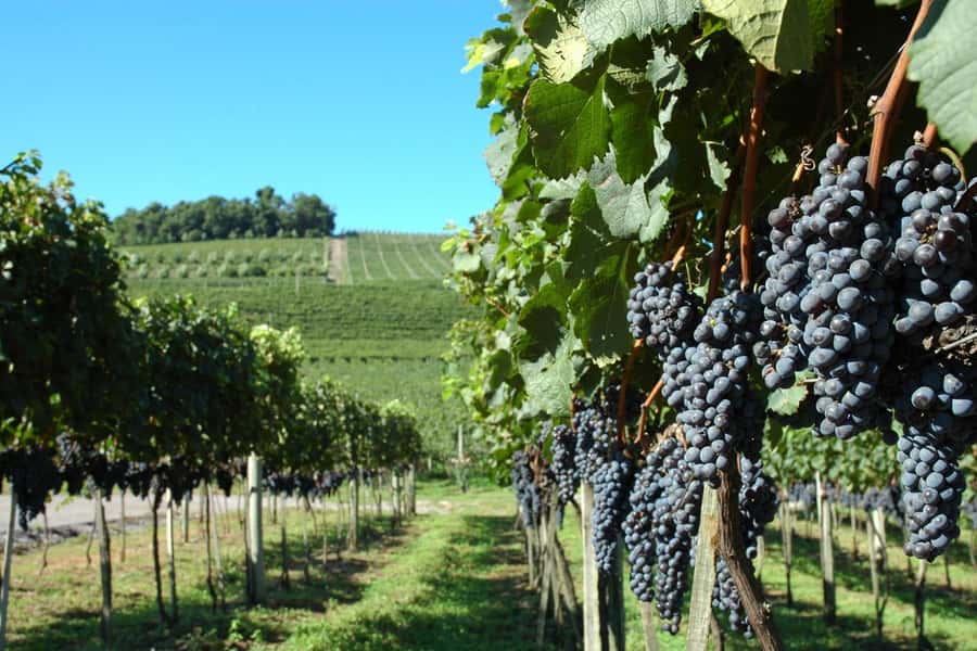 Canela/Gramado: South Wineries, Wine Train, & Italian Park - Why this day reaches far beyond Gramado and Canela