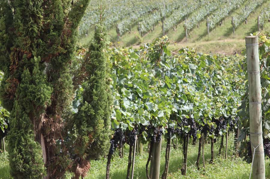 Canela/Gramado: South Wineries, Wine Train, & Italian Park - Tramontina, Fetina de Formaio, and Gdom Knitting