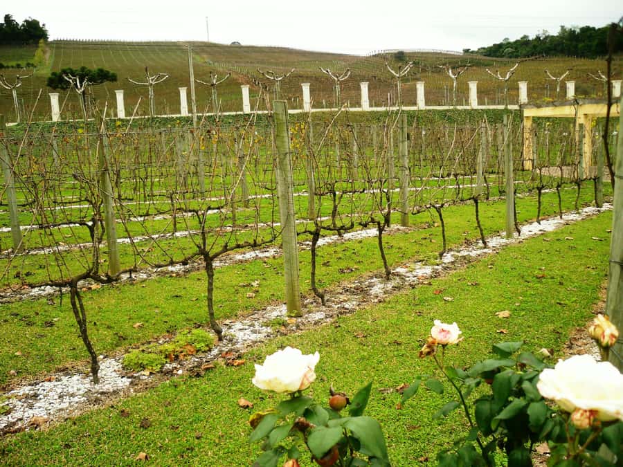 Canela/Gramado: South Wineries, Wine Train, & Italian Park - What the $109 price really covers
