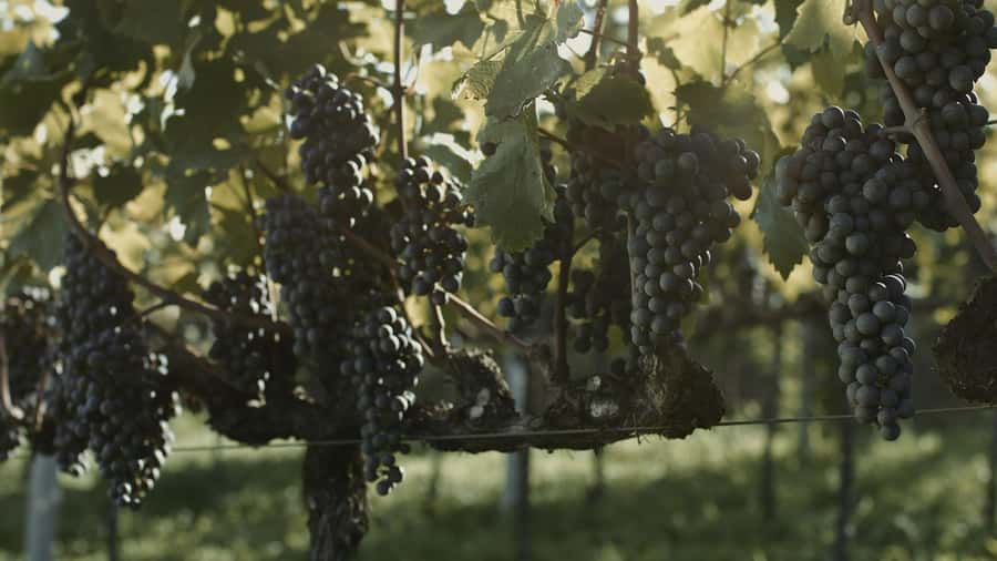 Canela/Gramado: South Wineries, Wine Train, & Italian Park - Communication and pickup deserve extra attention