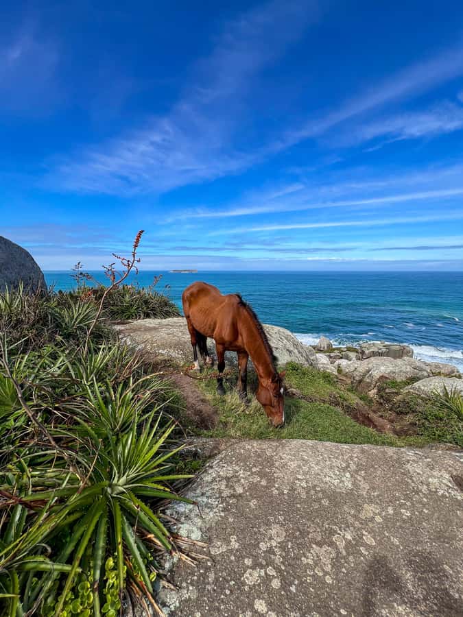 Florianopolis: Gravata Beach Trail with Picnic - From Atlantic Forest trail to Gravata Beach