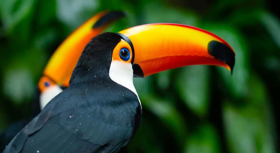 Foz do Iguaçu: Bird Park Tour with Tickets - Walking the two-hour jungle route