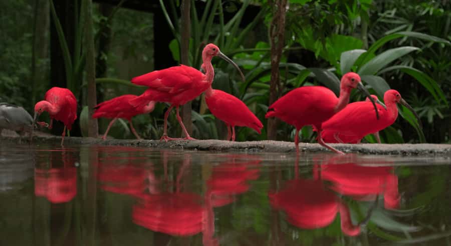 Foz do Iguaçu: Bird Park Tour with Tickets - The flamingo lake and the end of the route