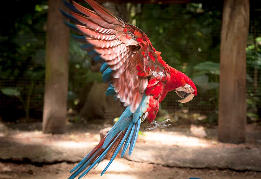 Foz do Iguaçu: Bird Park Tour with Tickets - Booking flexibility and private groups