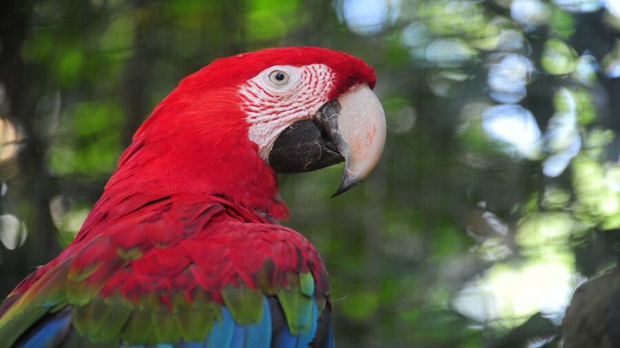 Foz do Iguaçu: Brazilian Side of the Falls + Bird Park - How the guide and transport affect the day