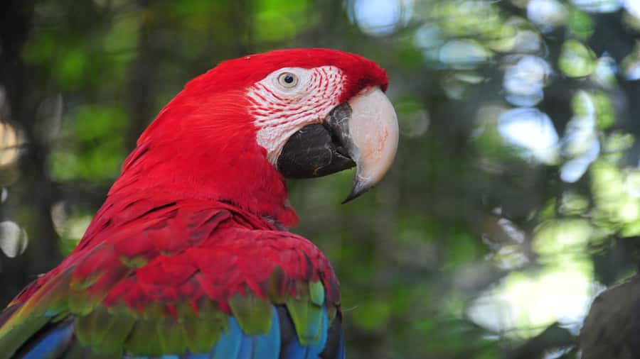 Foz do Iguaçu: Brazilian Side of the Falls + Bird Park - Is $50 good value?