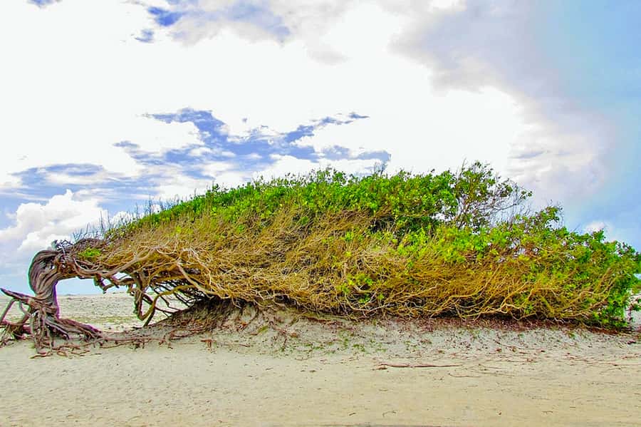 From Fortaleza: Day Trip to Jericoacoara - Árvore da Preguiça and the wind-bent coast
