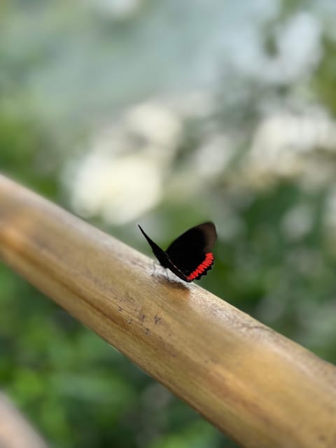 from Foz do Iguaçu: Private Tour on Argentinean Falls - Devil’s Throat: the day’s most powerful moment