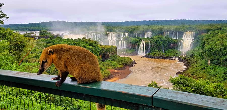 From Foz do Iguazu: Brazil Iguazu Falls & Macuco Safari Boat - Pickup from Foz do Iguaçu and the ride to the park