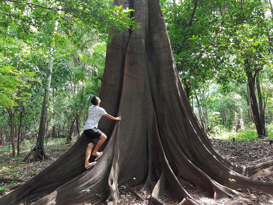 From Manaus: 3 or 4-Day Rio Negro & Anavilhanas River Cruise - What $600 buys you