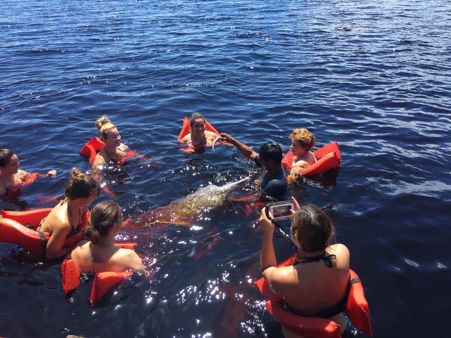 From Manaus: Negro River Half-Day Trip - Meeting the Pink River Dolphins