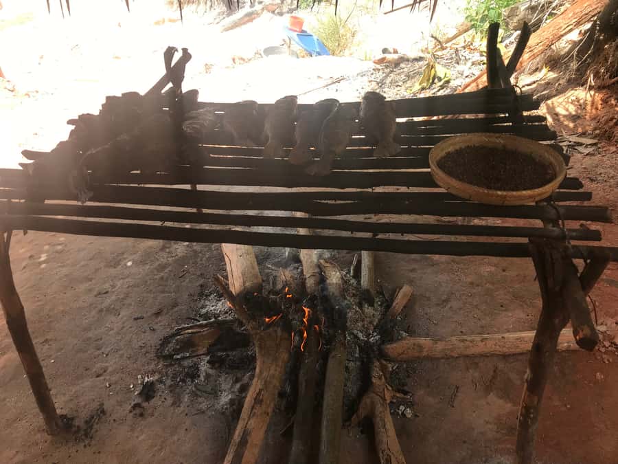 From Manaus: Negro River Half-Day Trip - Timing, Pickups, and Cruise Ship Planning
