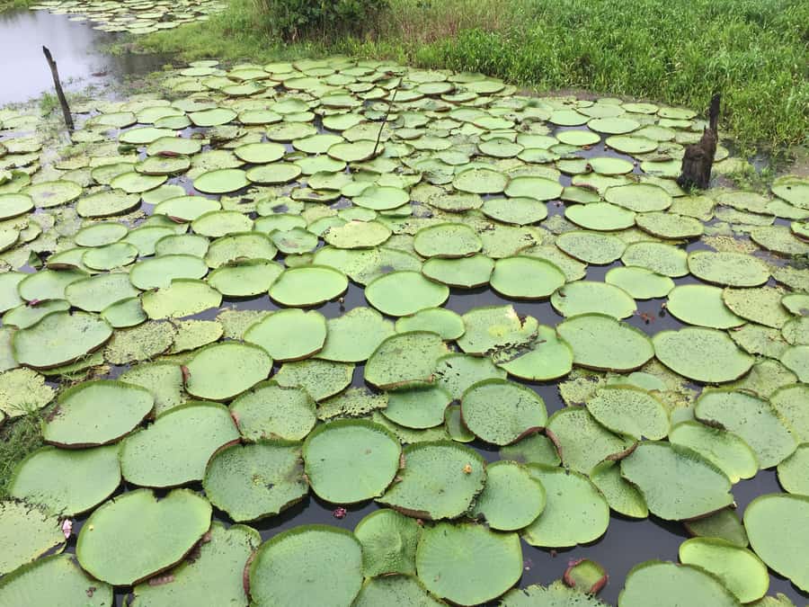 From Manuas: Full-Day River Tour - The Meeting of the Waters