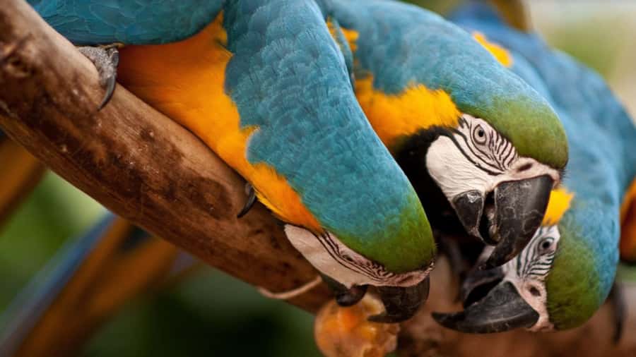 From Puerto Iguazú: Brazilian Bird Park Tour with Tickets - Walking the two-hour route at Parque das Aves