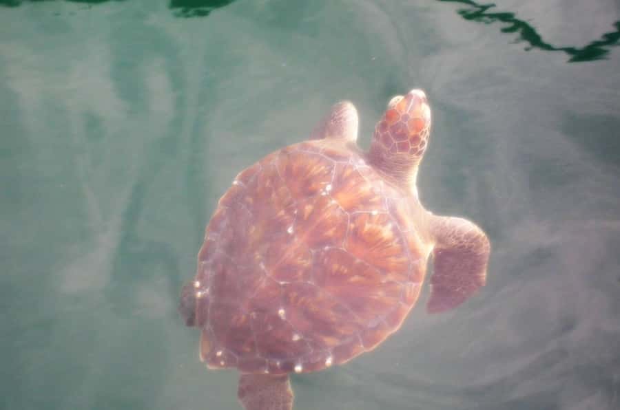 From Rio: Arraial do Cabo - The Brazilian Caribbean Daytrip - Gruta Azul and the jellyfish cave