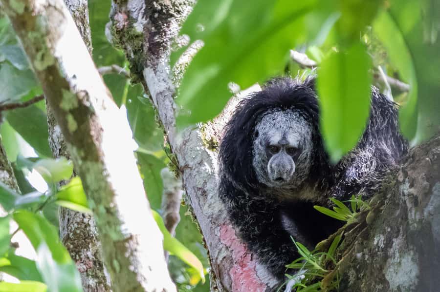 Grand Selva Tours 3 Day Jungle Expedition Ecuador all incl - Making chocolate the old-fashioned way