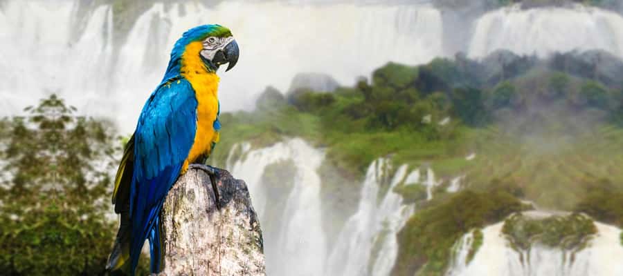 Iguazu Falls: 2-Day Argentinian and Brazilian Iguazu Falls - Should you book it?