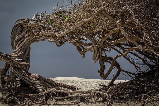 Jericoacoara Tour in 1 Day - What the $39.17 price really covers
