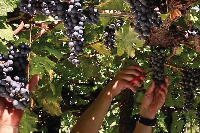 Jolimont Winery Tour - Visitation and Tasting - Canela RS - Starting with Jolimont’s story