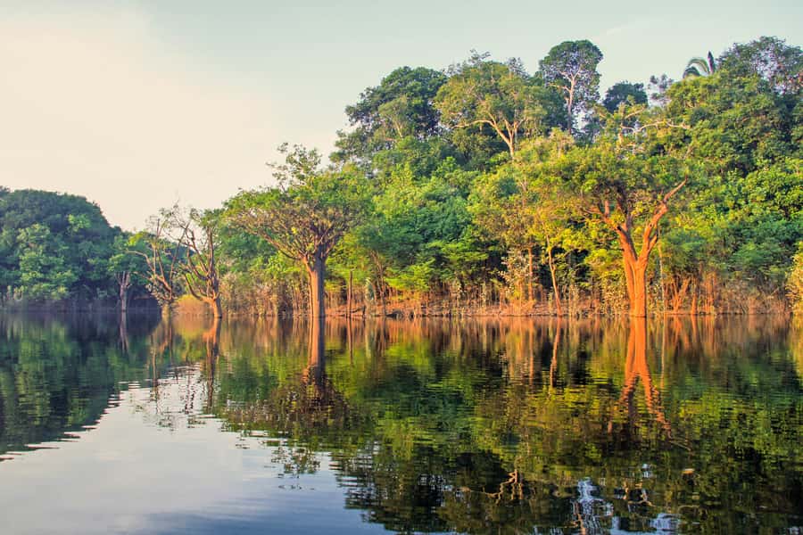 Manaus: Amazon Jungle Half-Day Walking Tour - A river start from Manaus at 07:30