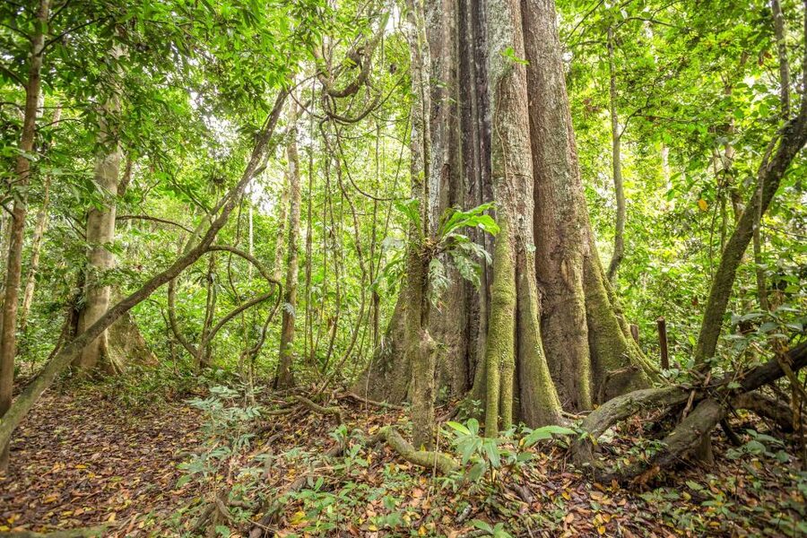 Manaus: Amazon Jungle Half-Day Walking Tour - Guides and language