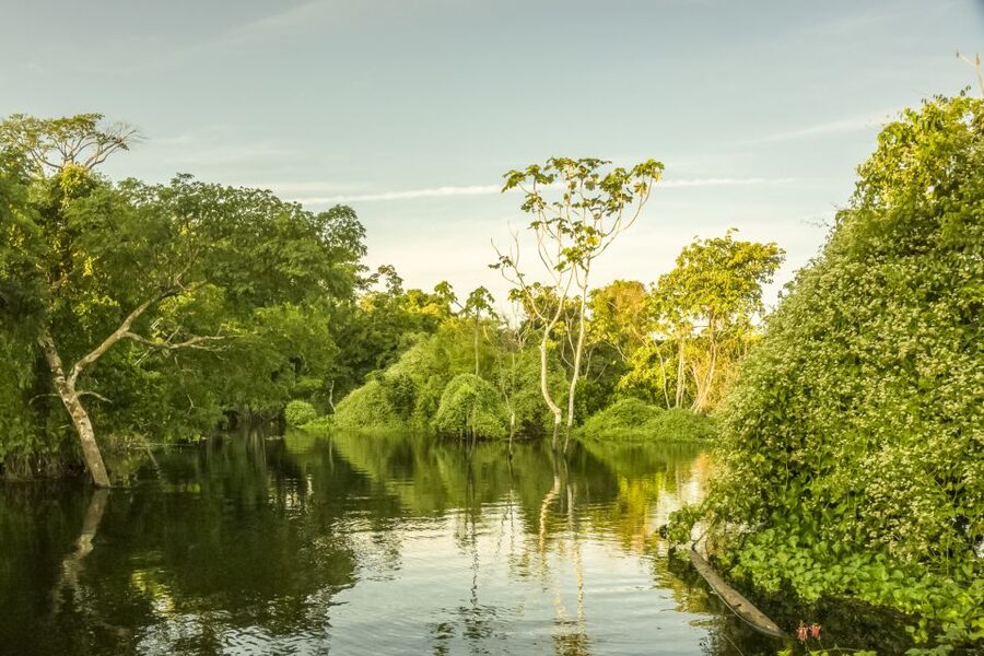 Manaus: Amazon Jungle Half-Day Walking Tour - What the $150 price means