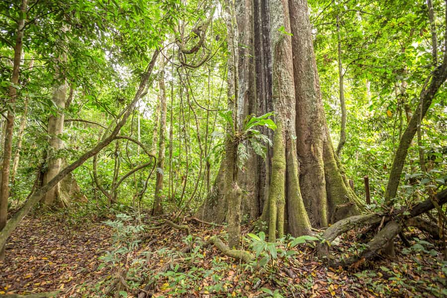 Manaus: Amazon Jungle Half-Day Walking Tour - Who will get the most from this tour