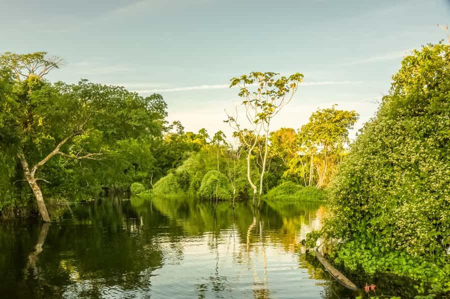 Manaus: Amazon Jungle Half-Day Walking Tour - Should you book the Amazon Jungle Half-Day Walking Tour?