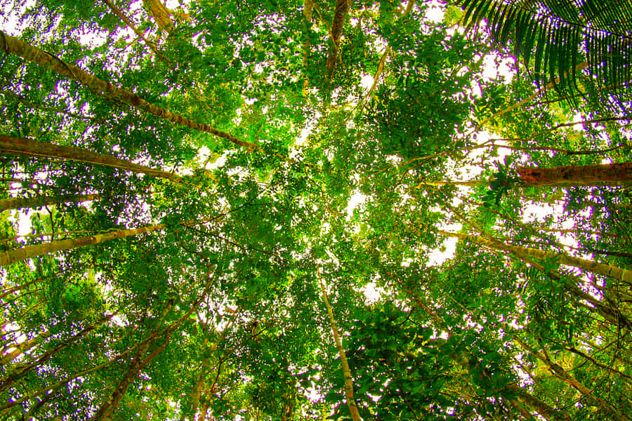 Manaus: Amazon Jungle Half-Day Walking Tour - Three hours among Amazon trees