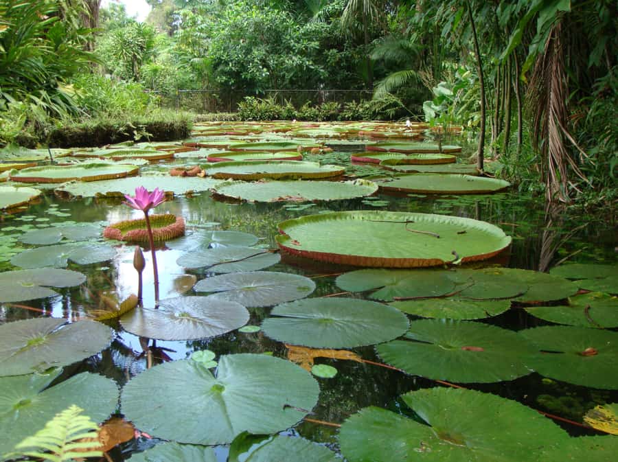Manaus: Full-Day Tour on the Amazon River - Pink dolphins and Amazon wildlife