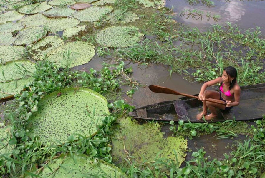 Manaus: Full-Day Tour on the Amazon River - The regional fish lunch