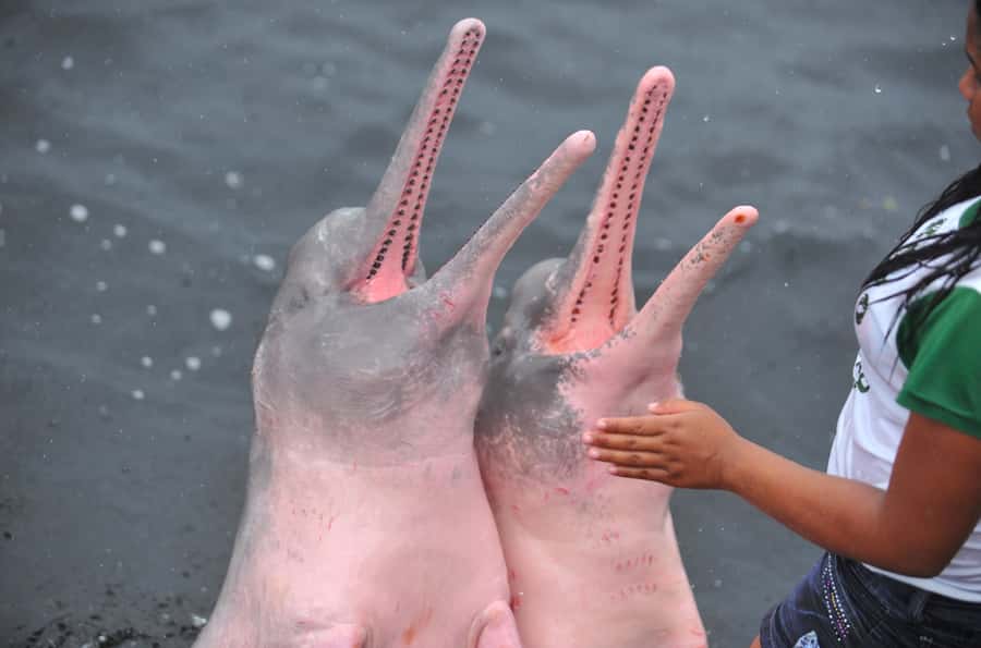 Manaus: Full-Day Tour on the Amazon River - Meeting the Dessanos and Tucanos communities