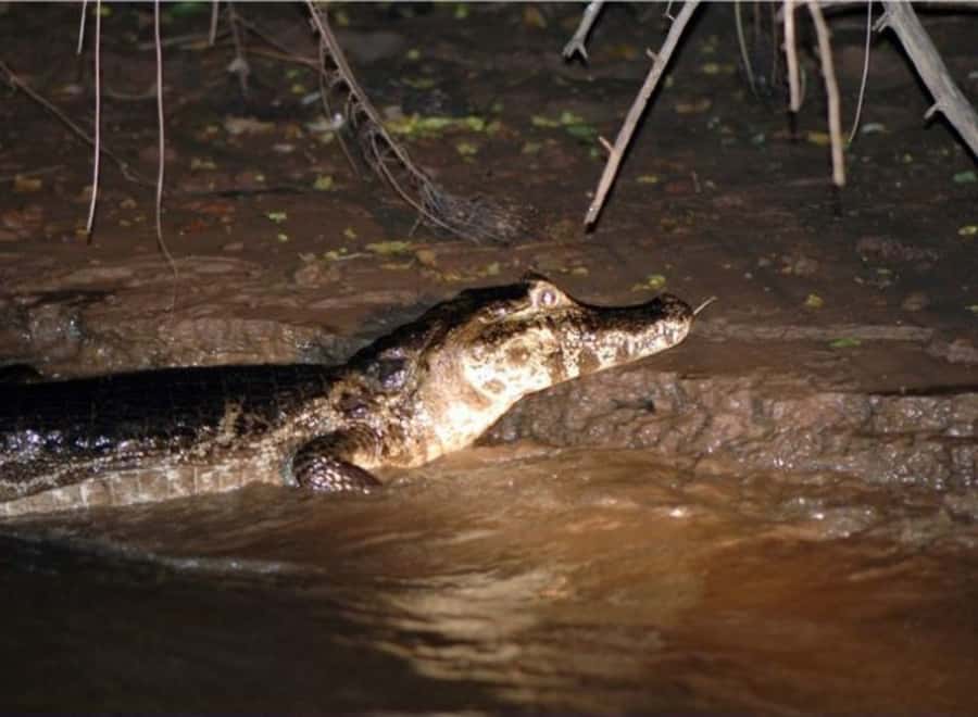 Manaus: Piranha Fishing and Alligator Watch Evening Tour - Piranha fishing with a bamboo rod